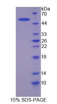 Human NFE2L2 / NRF2 Protein (Recombinant)