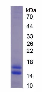 Mouse FBLN5 / Fibulin 5 Protein (Recombinant His)