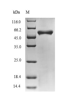 Bacillus halodurans BH0637 Protein (Recombinant 10His-SUMO, N-terminus + Myc, C-terminus)