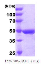 Human FADD Protein (Recombinant GST)