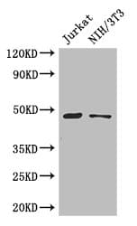 SGK1 / SGK Antibody