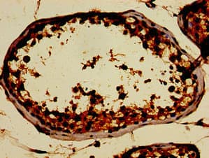 SIN3A Antibody (aa1-123)