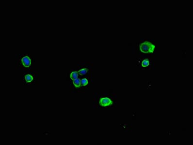 MRPL11 Antibody