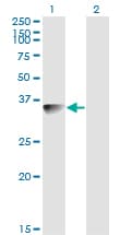 Monoclonal Mouse anti-Human BLVRA Antibody (clone S2, WB)