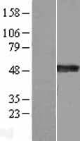 SYT4 Protein (Over-Expression Lysate Myc-DDK (Flag))