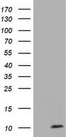 Monoclonal Mouse anti-Human COX6A1 Antibody (clone OTI2H6, WB)