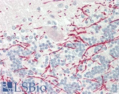 IHC-plus™ MOG Antibody