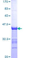 Human NTF3 / Neurotrophin 3 Protein (Recombinant GST, N-terminus)