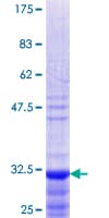 Human PACAP Protein (Recombinant GST, N-terminus)