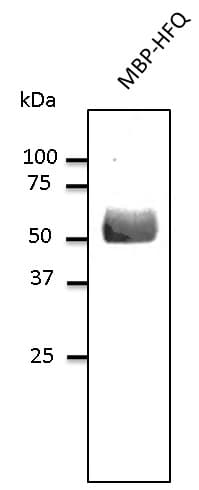 Polyclonal Goat anti-Burkholderia cepacia Burkholderia cenocepacia HFQ Antibody (WB)
