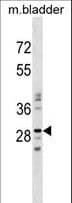 NUBPL Antibody (aa40-67)