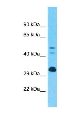OR9G1 Antibody (C-Terminus)