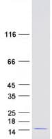 Human UBL5 Protein (Recombinant Myc-DDK (Flag))
