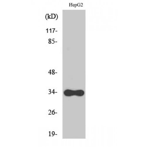 CYB5R3 / B5R Antibody (110-190 aa, Internal)