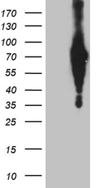 EFCAB12 / C3orf25 Antibody (clone OTI1A3)