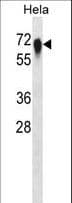 CD55 Antibody (aa51-79)