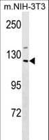 SIN3A Antibody (aa1078-1106)