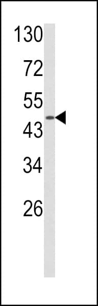 ADRA2B Antibody (aa343-369)