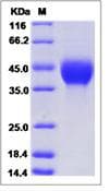 Human TGFB1 / TGF Beta 1 Protein (Recombinant His,C-terminus)