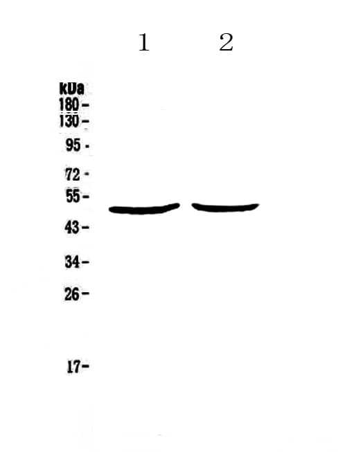 PLAU / Urokinase / uPA Antibody