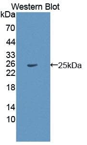 HPS4 Antibody (aa6-192, Biotin)