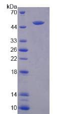 Mouse LGMN / Legumain Protein (Recombinant His, N-Terminal)