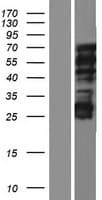 NOL4L Protein (Over-Expression Lysate Myc-DDK (Flag))