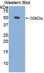 IFNA / Interferon Alpha Antibody (aa24-181)
