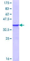 Human MYLK3 Protein (Recombinant GST, N-terminus)