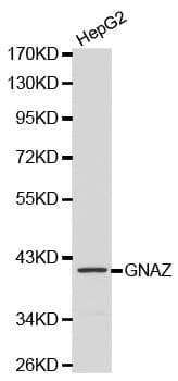 GNAZ Antibody