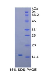 Mouse IL25 / IL17E Protein (Recombinant His-GST)