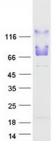 Human UBQLN4 Protein (Recombinant Myc-DDK (Flag))