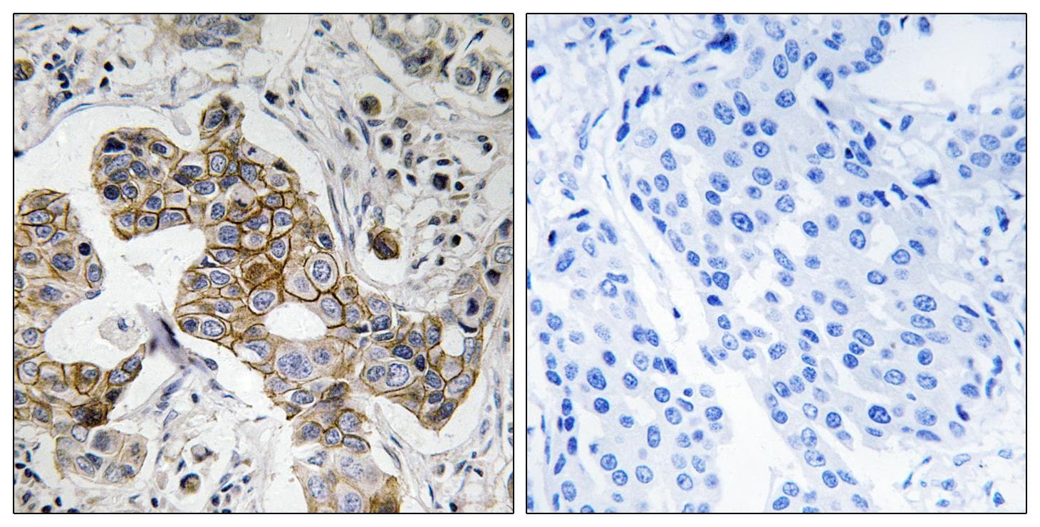 KCNK15 Antibody