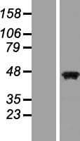 PAX5 Protein (Over-Expression Lysate Myc-DDK (Flag))