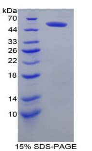Mouse FCGR3A / CD16A Protein (Recombinant His-GST)