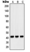 PEX14 Antibody (Internal)