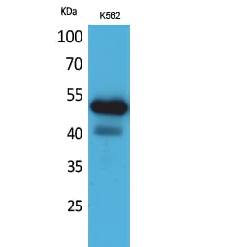 SIGLEC7 / CD328 Antibody (51-100 aa, Internal)