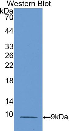 CCL5 / RANTES Antibody (aa24-91, Cy3)