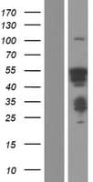 HSF4 Protein (Over-Expression Lysate Myc-DDK (Flag))