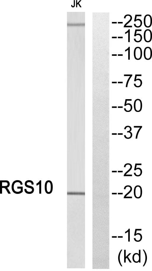 RGS10 Antibody