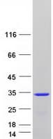 Human MBP / Myelin Basic Protein (Recombinant Myc-DDK (Flag))