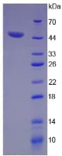 Rat AQP4 / Aquaporin 4 Protein (Recombinant His-GST)