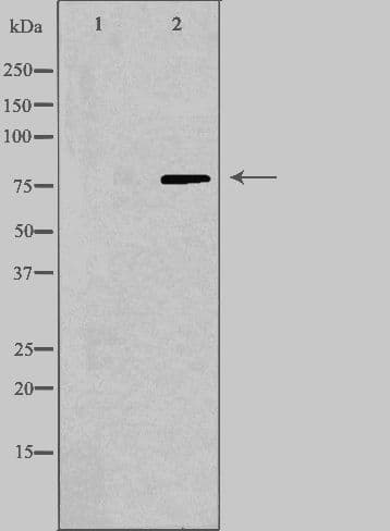 CAPN9 / Calpain 9 Antibody