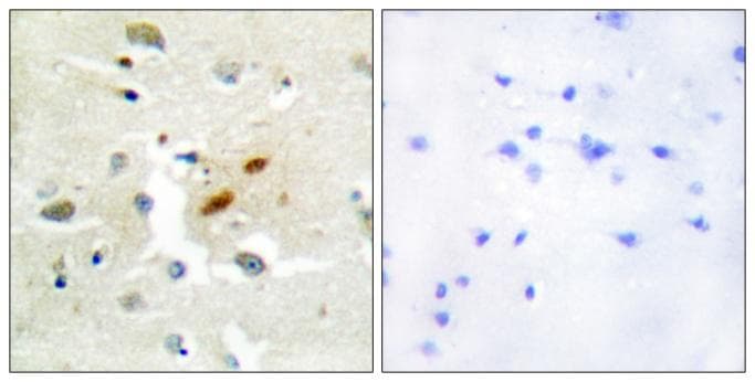 REV3L / REV3 Antibody