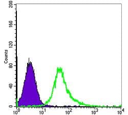 ACTA2 / Smooth Muscle Actin Antibody (clone 4A4)