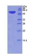 Rat THBS2 / Thrombospondin 2 Protein (Recombinant His-GST, N-terminus)