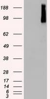 BRAF / B-Raf Antibody (clone OTI4A5)