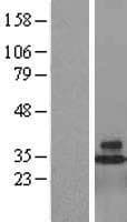 CD48 Protein (Over-Expression Lysate Myc-DDK (Flag))