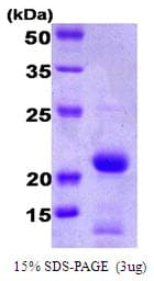 Human BID Protein (Recombinant)