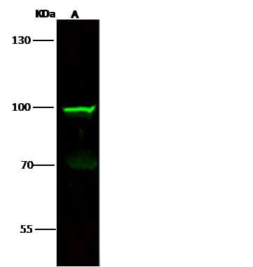 TNFRSF11A / RANK Antibody (Preservative Free)